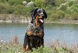 BEAUCERON 634